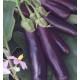 Purple Long Brinjal